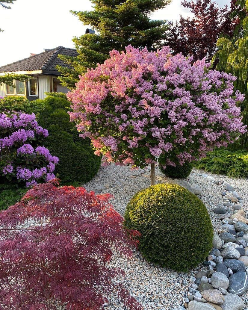 Сирень обыкновенная Ludwig Spath