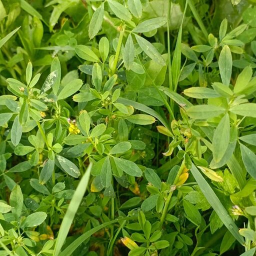   Люцерна — лучший обогатитель почвы азотом. Наталья Андросенкова