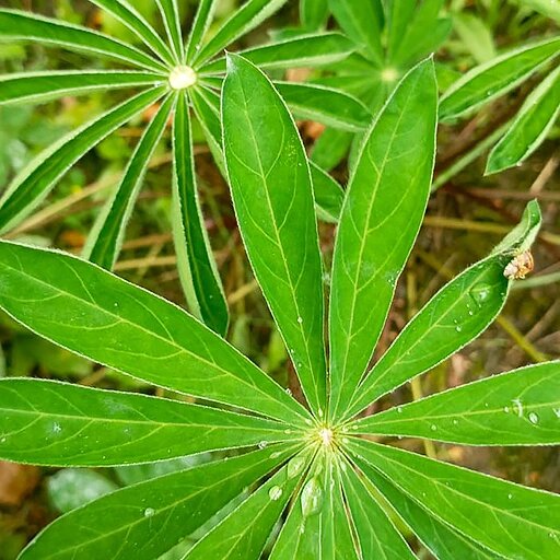   Люпин, бобовые сидераты для заделки в почву под зиму Наталья Андросенкова