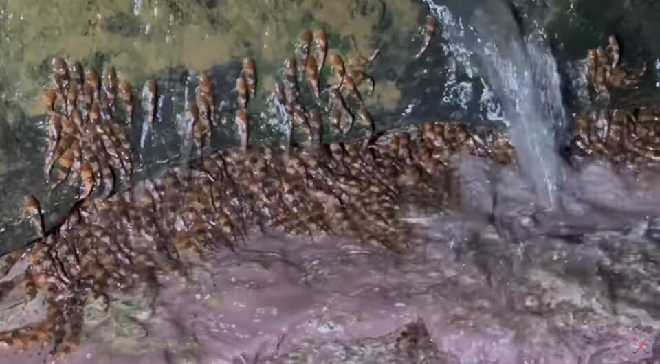   Manoela M. F. Marinho et al. / Journal of Fish Biology, 2025