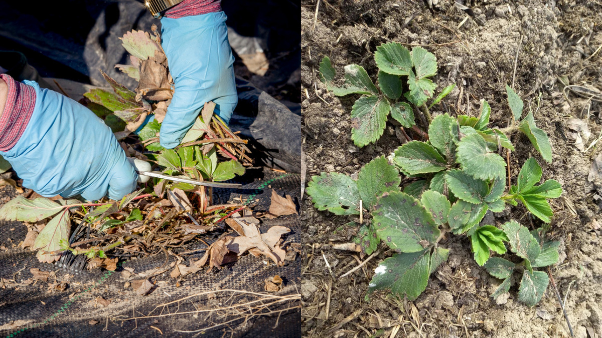 Вот что происходит, когда садовую клубнику готовят к зиме неправильно