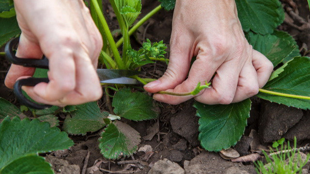 Слабые и лишние побеги удаляю полностью. 