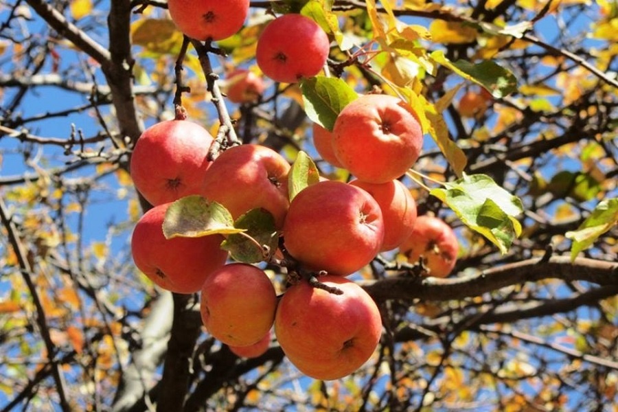 Яблоня Сиверса. Фотография из интернета