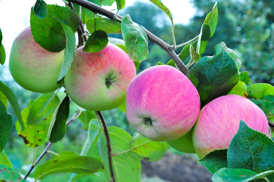 Яблоня, сорт "Мельба". Фотография из интернета