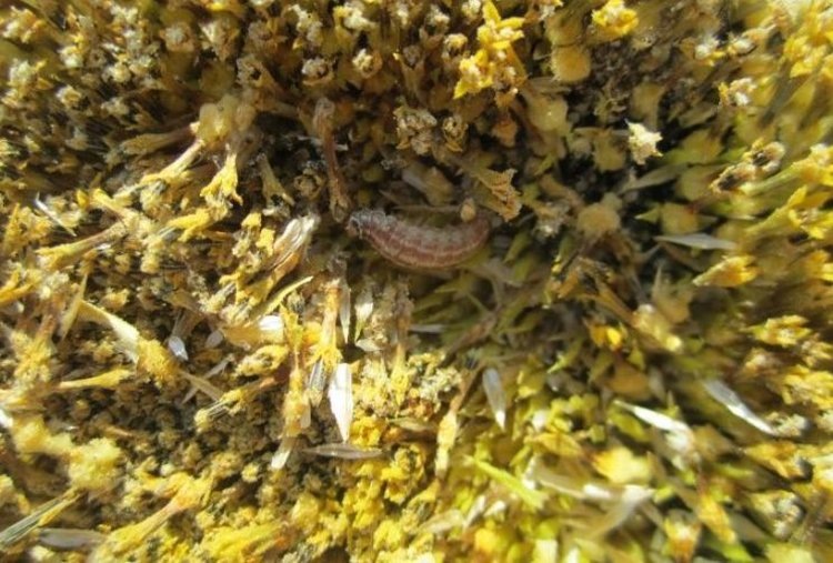    Фото: Отдел защиты растений филиала ФГБУ «Россельхозцентр» по Оренбургской области