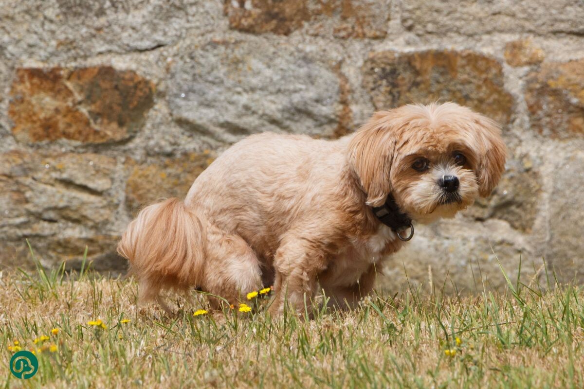 Почему собака смотрит на хозяина, когда справляет нужду