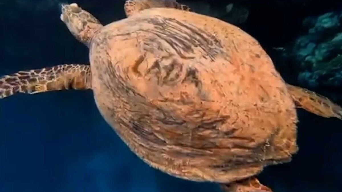    Фото: Barbora Hulková / Czech in Egypt