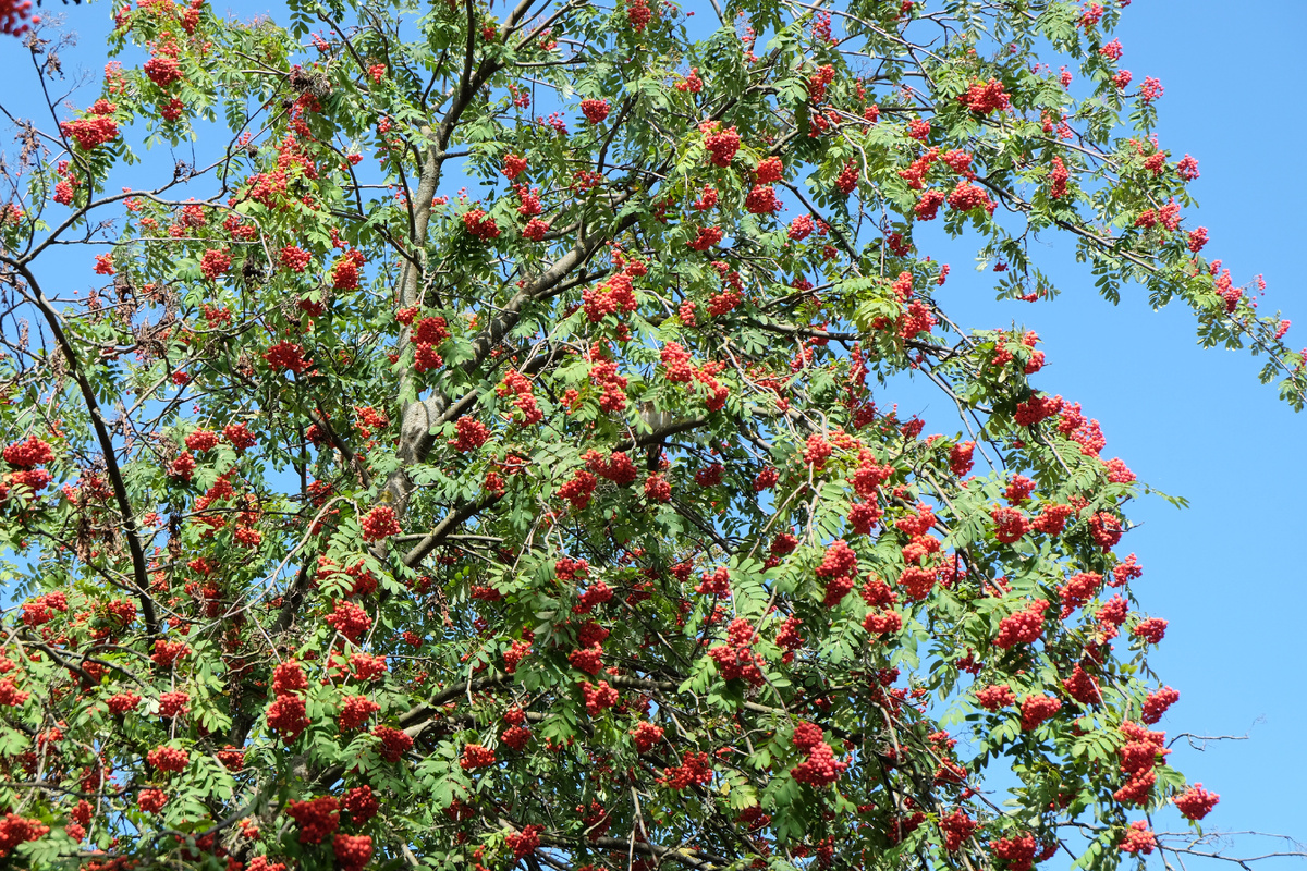 Рог изобилия))