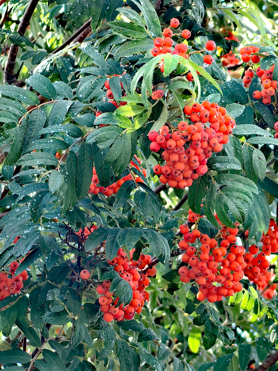 Рябина красотой своих ягодных гроздей  напоминает нам о скорой осени.