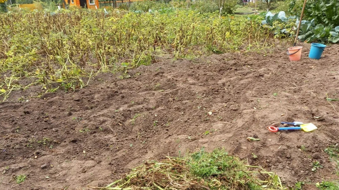 Вот так выглядит земля после картофеля - все питательные вещества выбраны, грунт уплотнен