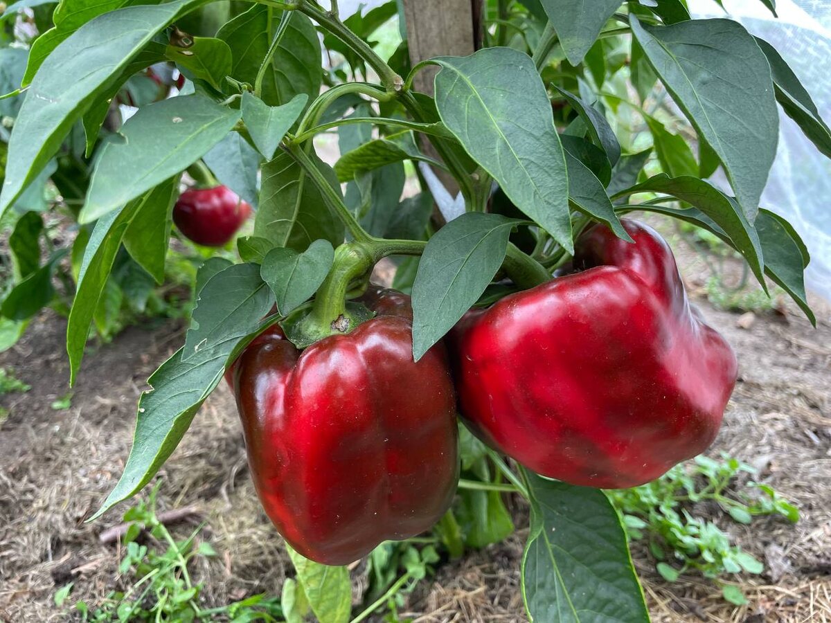 Перцы хорошо растут после огурцов, моркови, бобовых. Фото автора