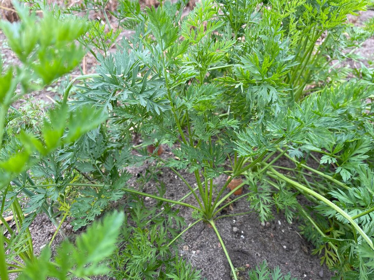 Морковь хорошо растет после томатов, бобовых, лука и чеснока. Фото автора