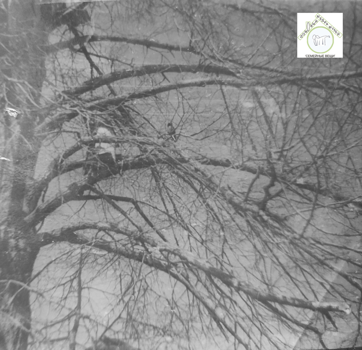 Липа в д.Кряжево со скворечником (фото из семейного архива)