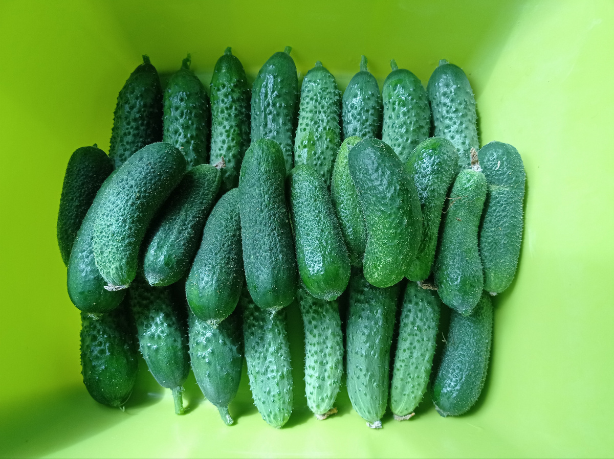 первый серьезный урожай