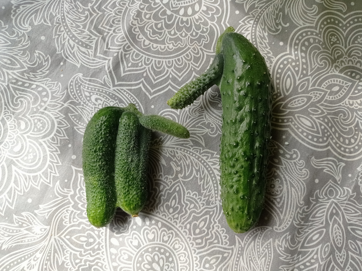 Приветливые огурцы.