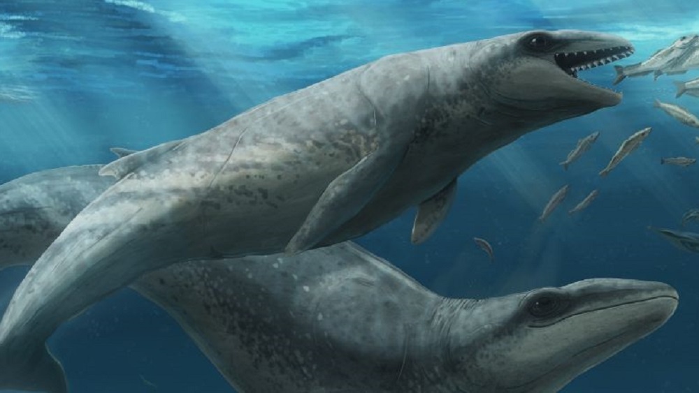     Фото: Ruairidh Duncan/Museums Victoria