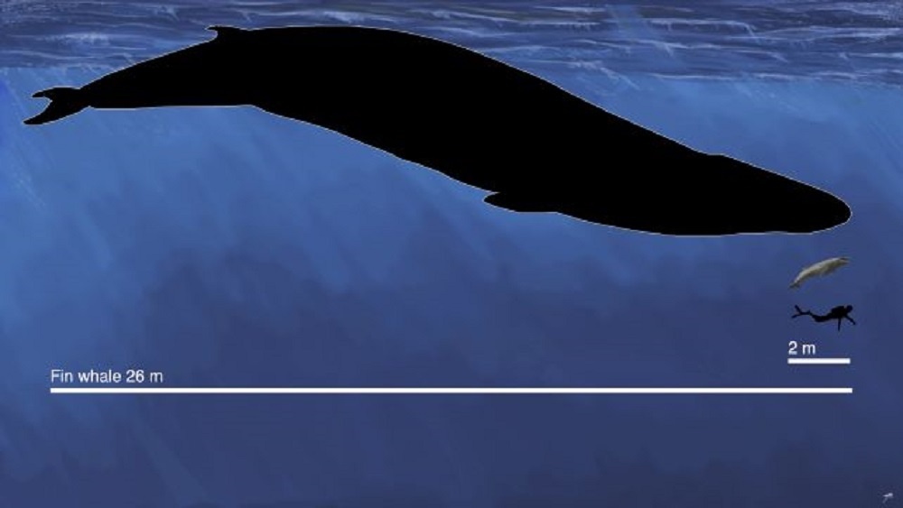     Фото: Erich Fitzgerald/Museums Victoria