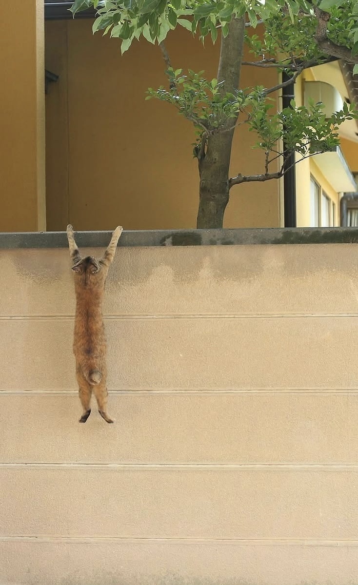 Из интернета 