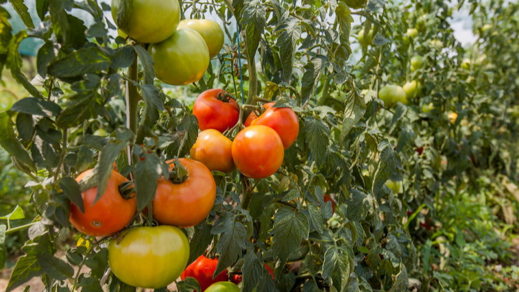 Результат правильного выбора сортов