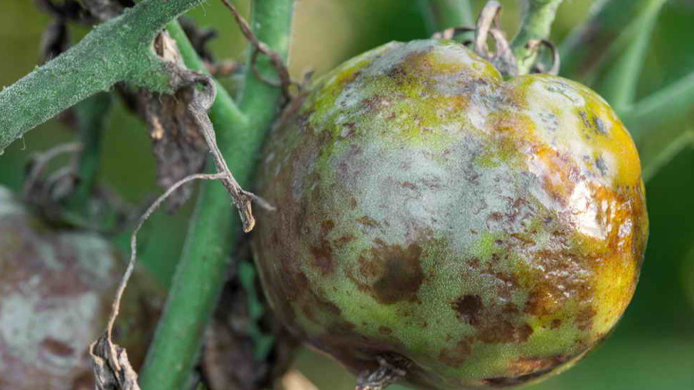 Черный принц почернел не от сорта, а от фитофторы в конце июля.