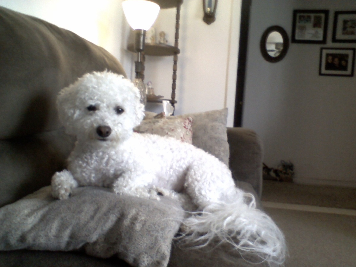 -Мои предки защищали мир от крыс!