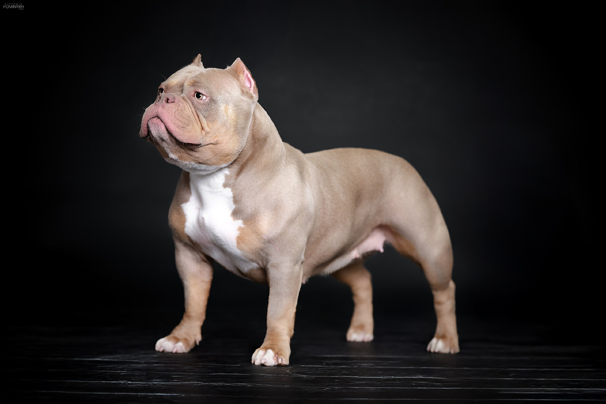 Американский булли Лейла, тип Стандарт