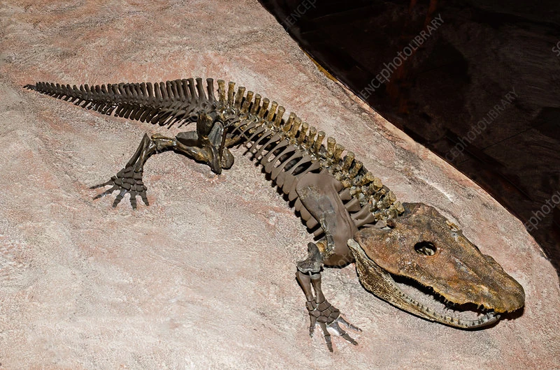 Скелет Эриопса из музея Техасского Университета