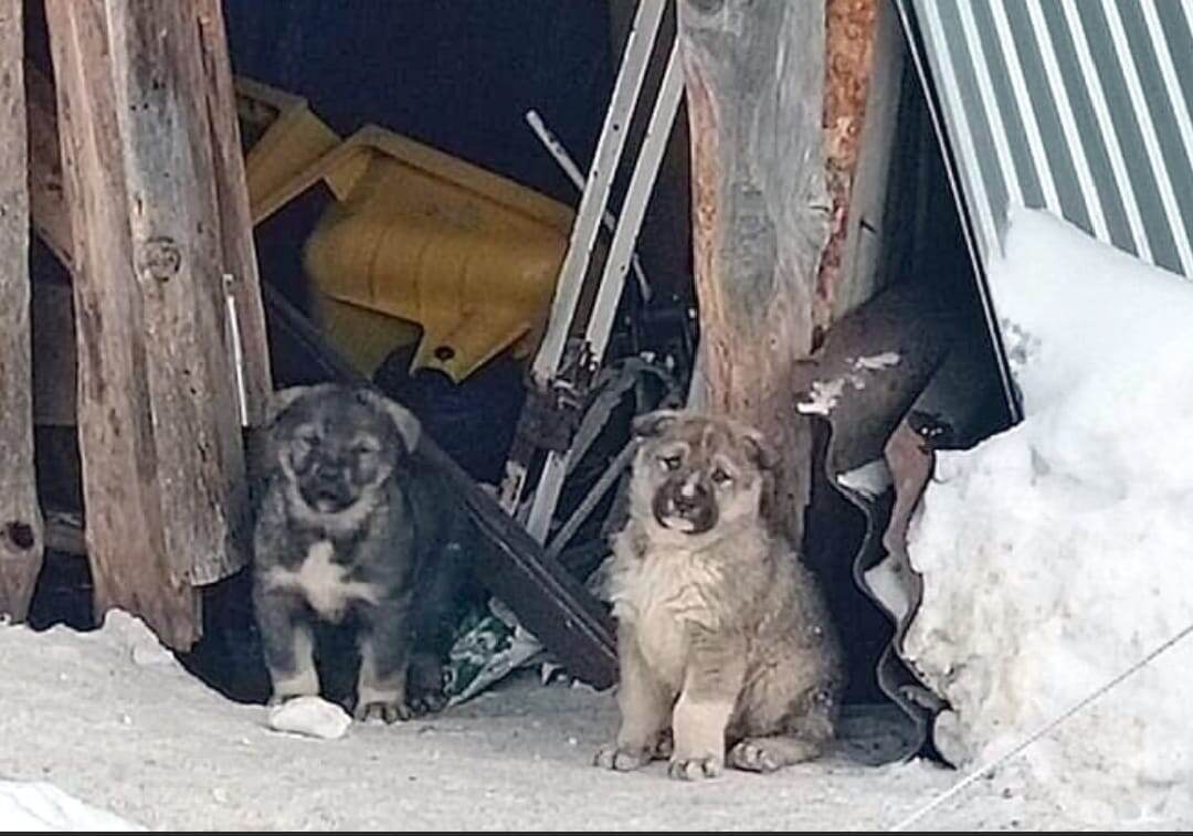 Мама Ирма хорошо заботилась о детях, прятала их тщательно,