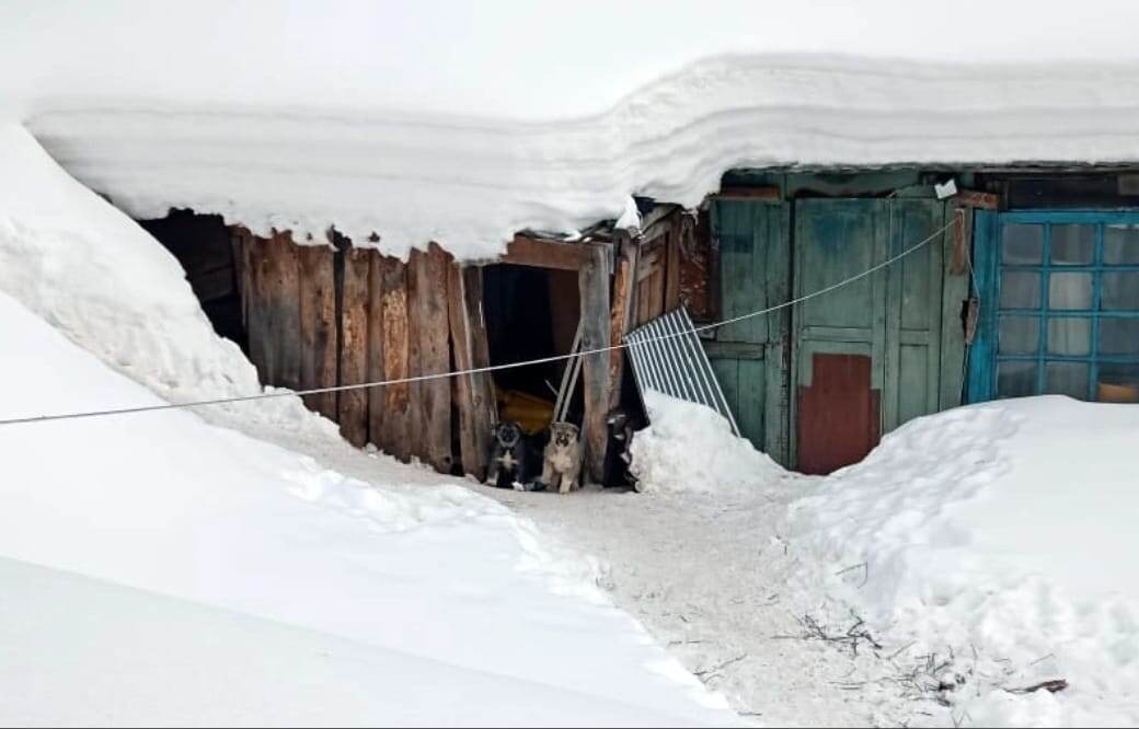 И только, когда сбила её машина ( сейчас всё хорошо со здоровьем Ирмы) , удалось найти её логово.