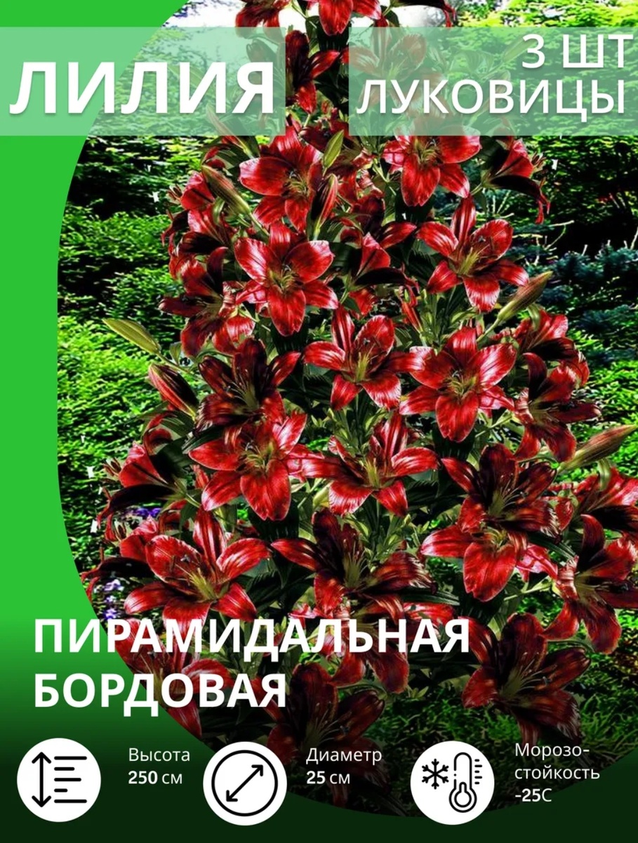Скриншот с приложения Wildberries 