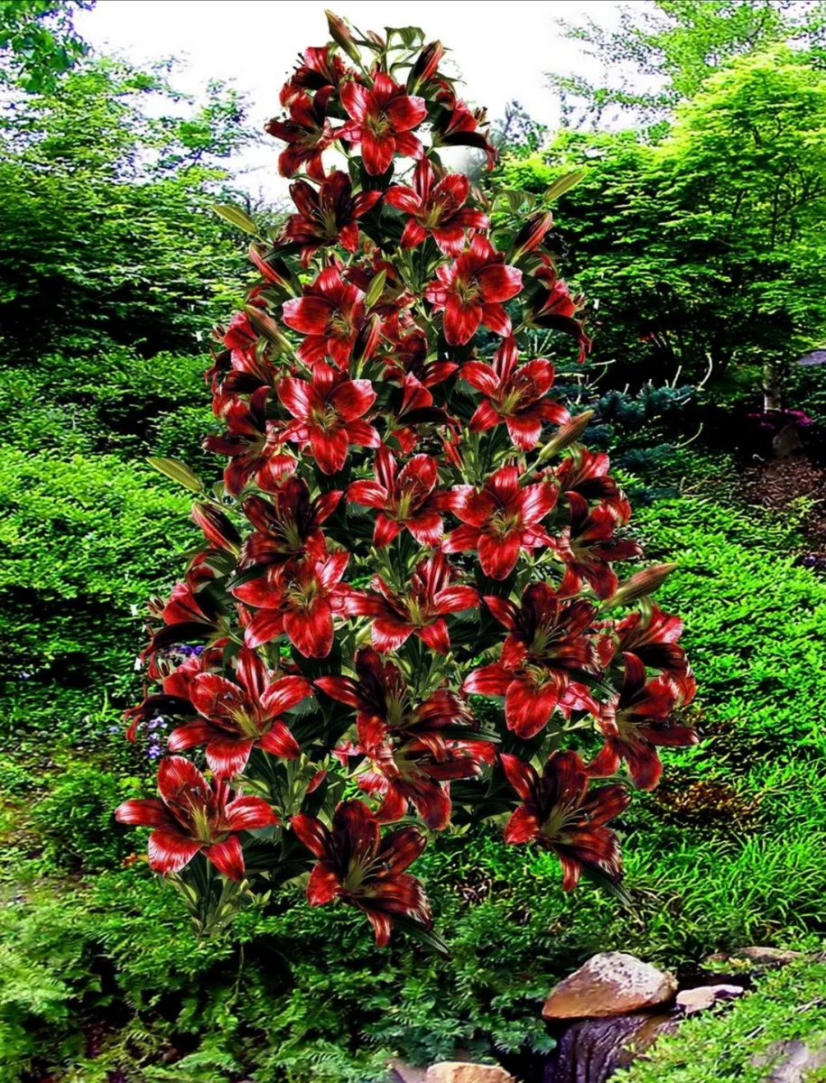 Скриншот с приложения Wildberries 