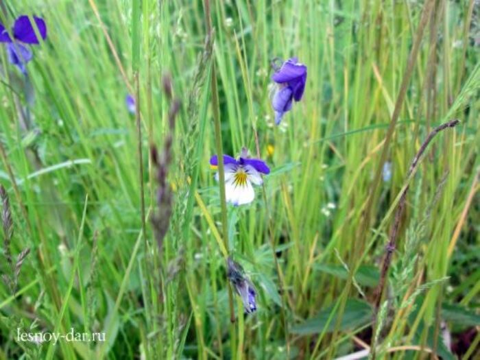 Фиалка трёхцветная, или анютины глазки (фото с блога "Лесная кладовая")