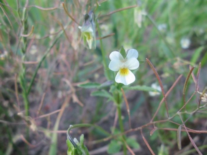 Фиалка полевая (фото из архива автора)