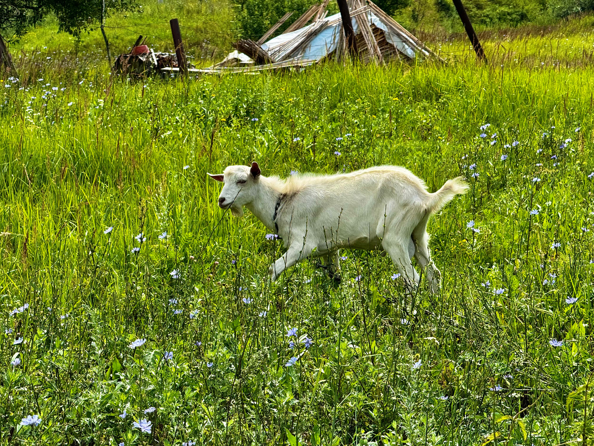 Местные обитатели. Фото автора.
