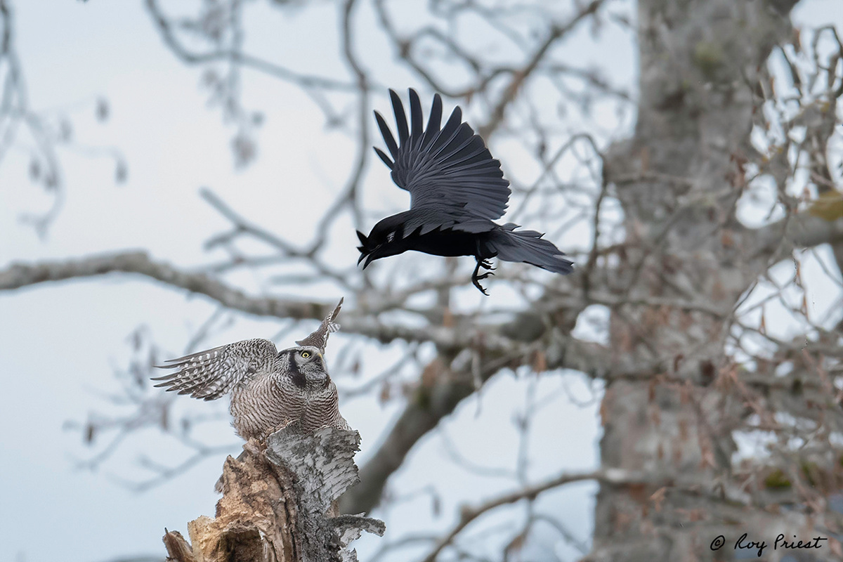 Вот вам сравнение с вороной =)