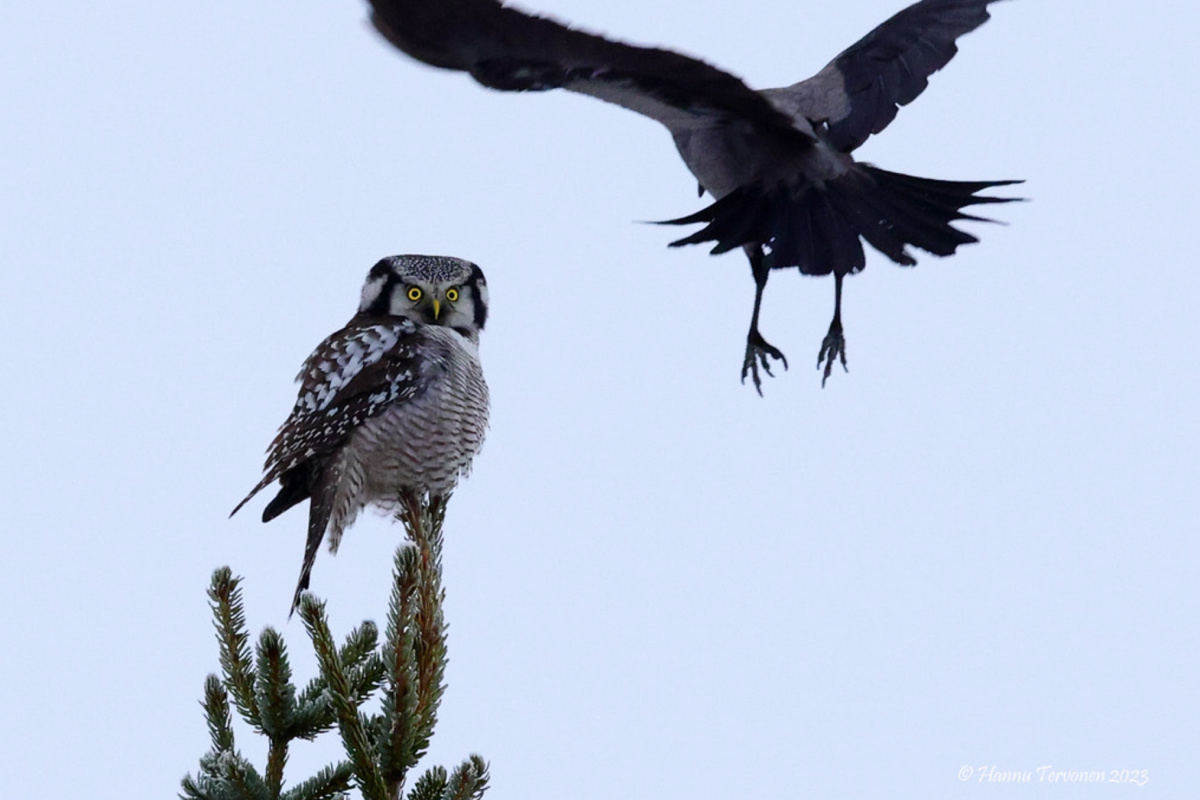 Вороны кстати нередко преследуют сов и других птиц, защищая свою территорию