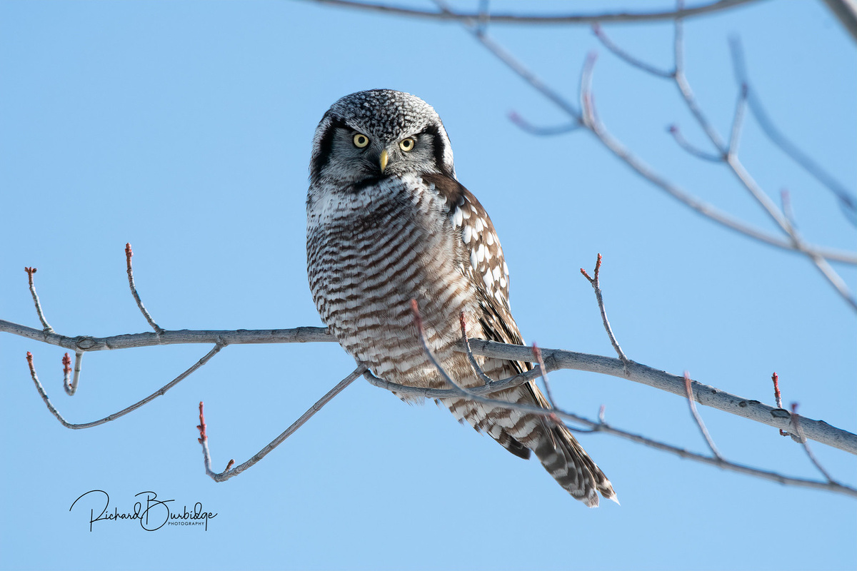Ну, здравствуй...