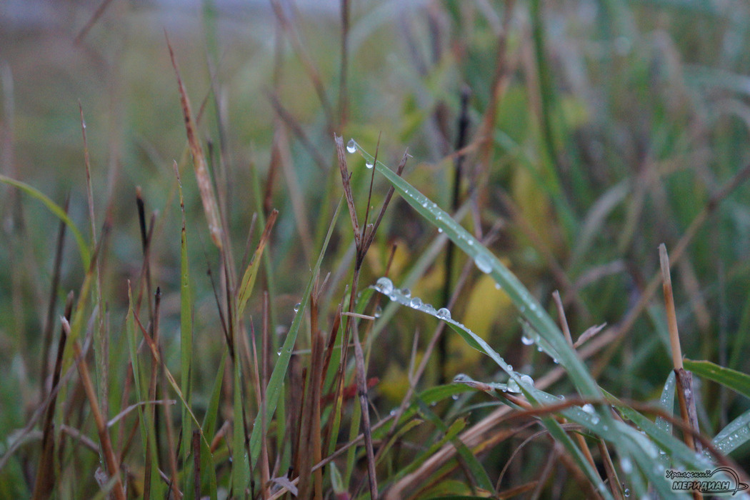    Фото: Гертруда Тиунова © ИА "Уральский меридиан"