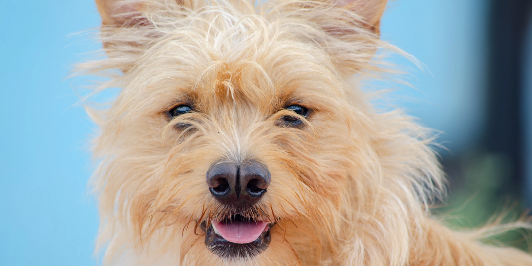 ❤️ Жетем — маленький пёсик с большим сердцем! ❤️