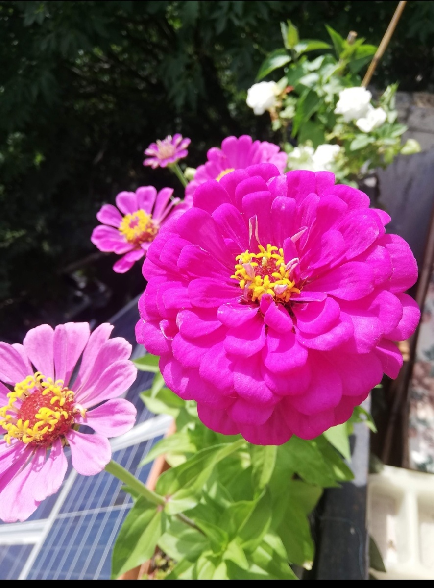 Фото автора. Циннии  в 2023 году.