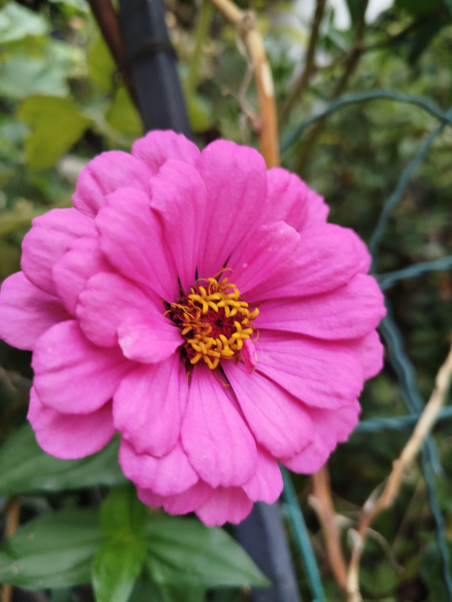 Фото автора. Переопылившиеся циннии потеряли махровость и стали одного цвета. 2024 год.