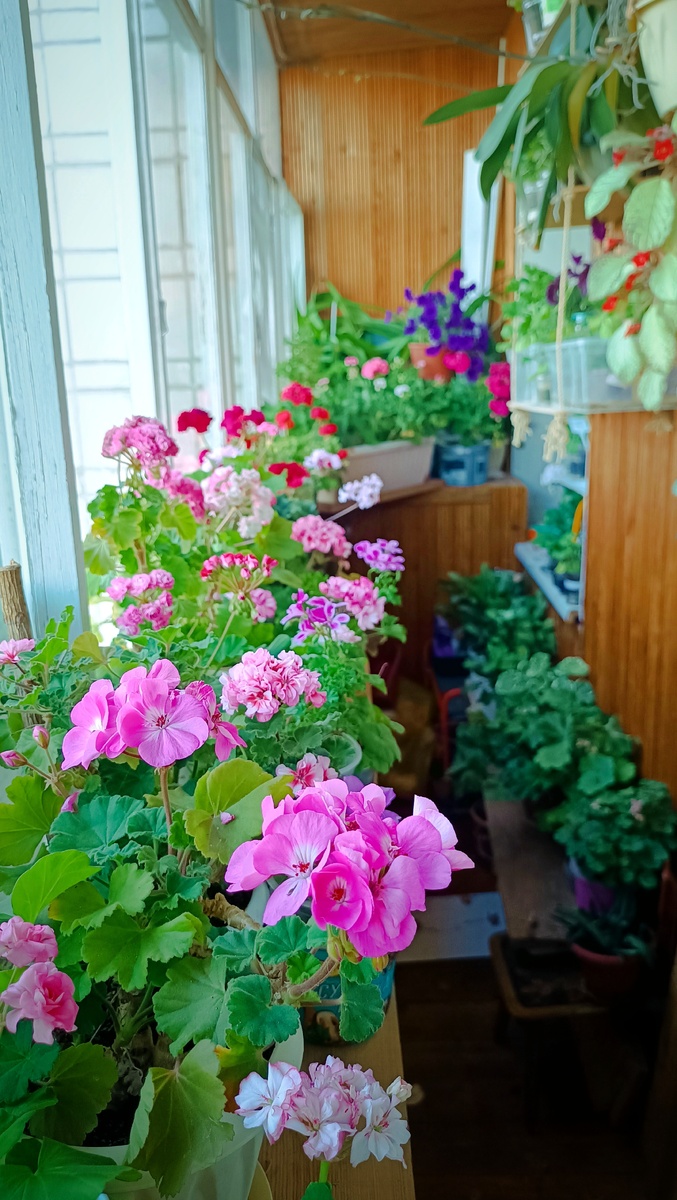 Традиционно - общий план. Лето 2025