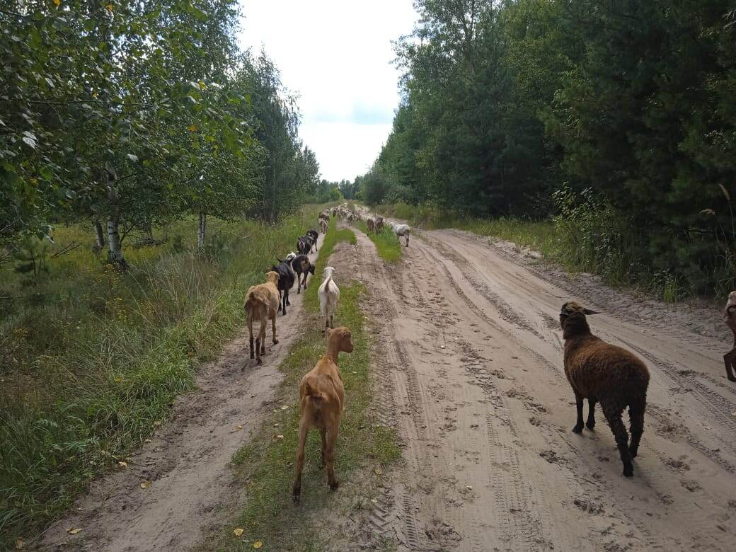 Козы мигрируют