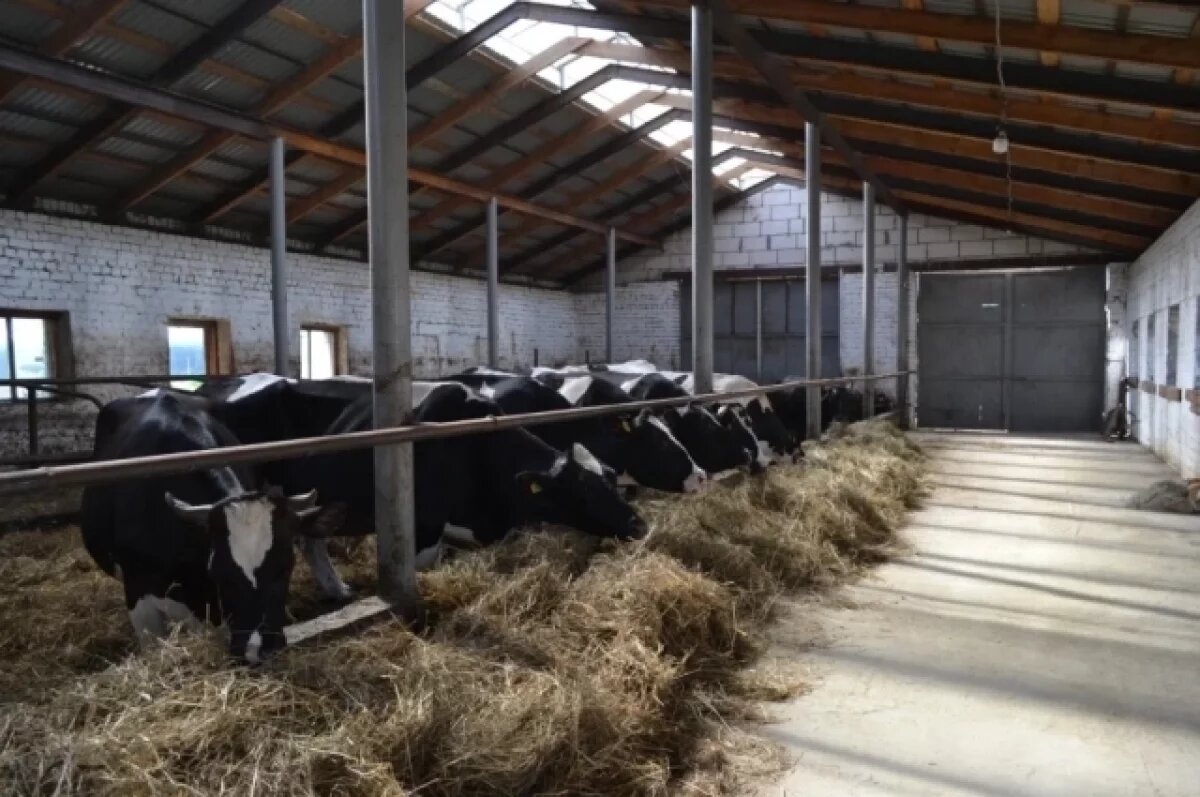    На 4% вырос валовый надой молока в Нижегородской области за семь месяцев
