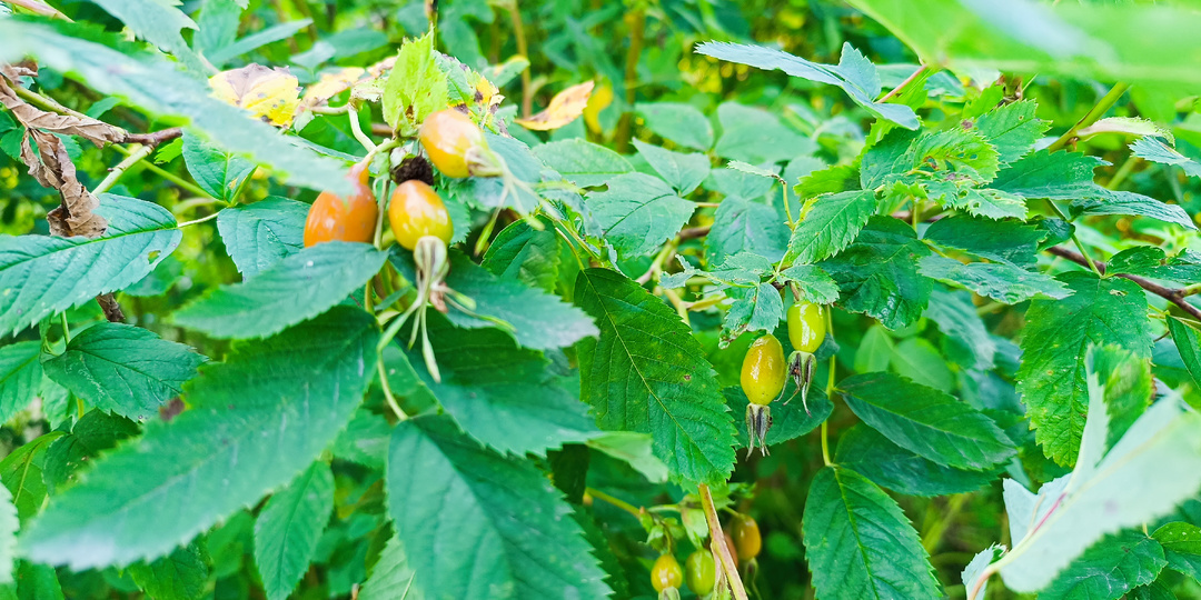 Шиповник на Спирту: Финские Рецепты и Мировые Секреты Крепких Напитков (Часть 2)
