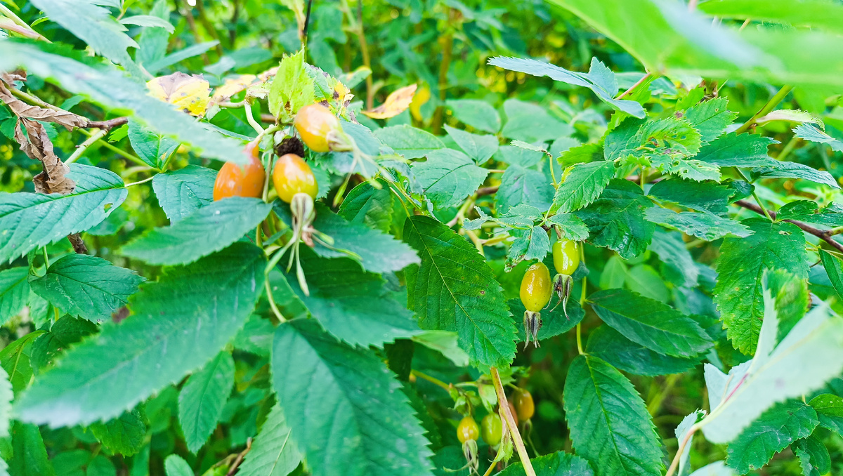 Шиповник на Финском хуторе