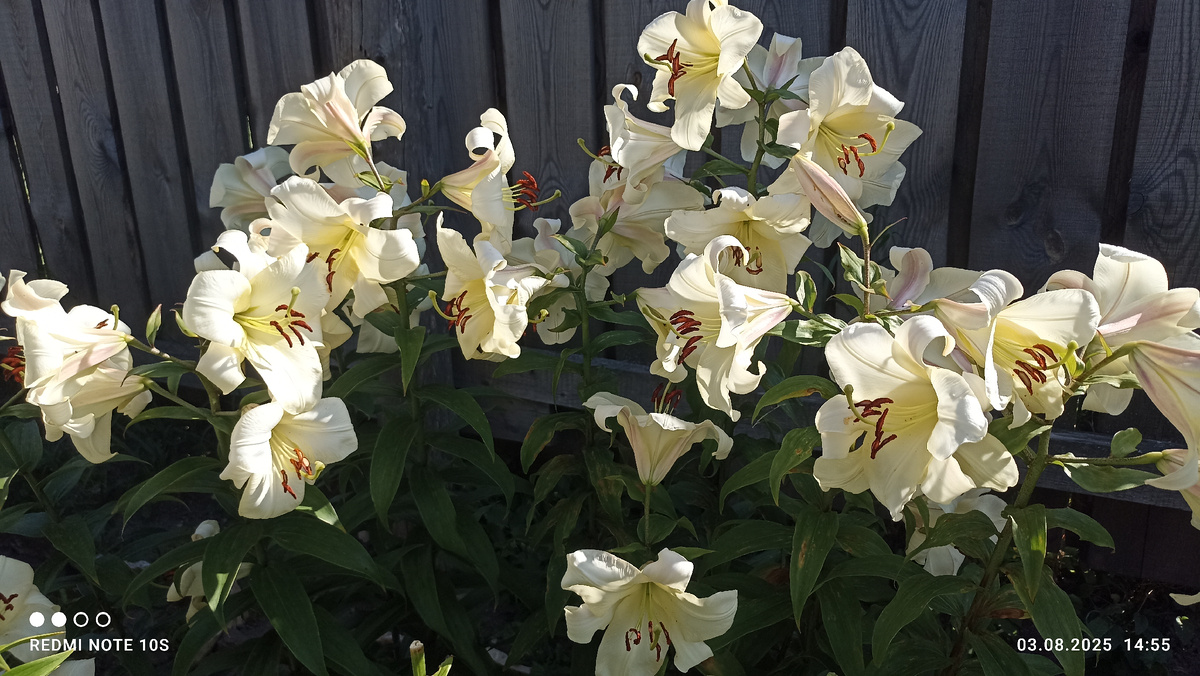 Лилии. Фото автора.