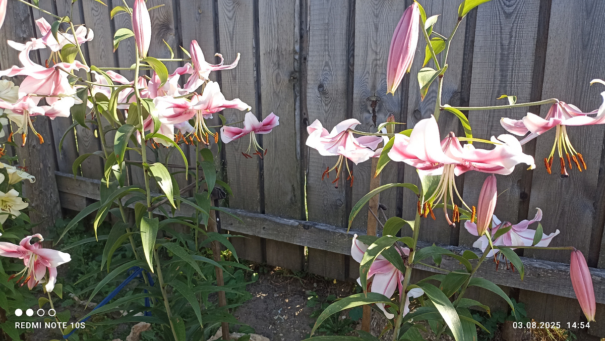 Лилии. Фото автора.