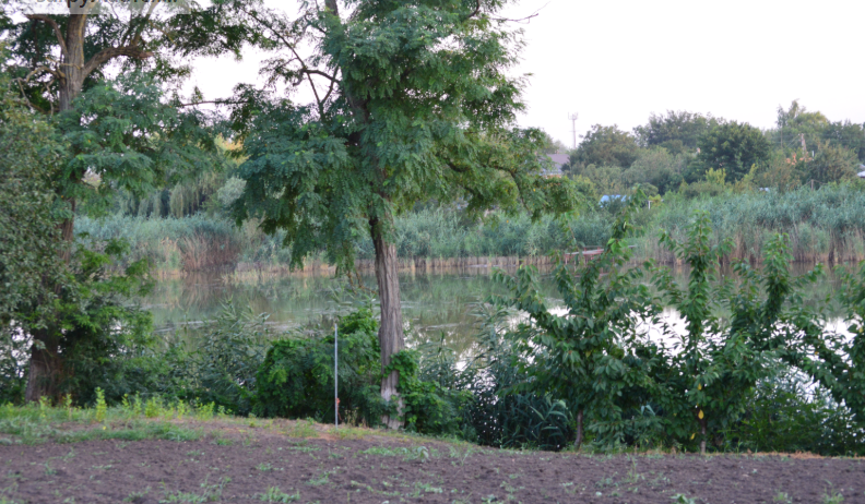 Фото автора. Август 2025. Огород у реки Кирпили.