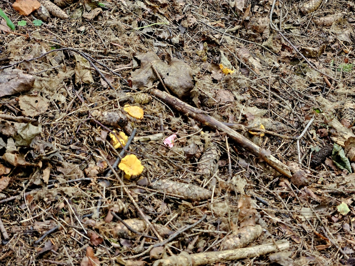 Ещё лисички.